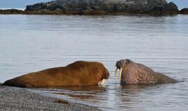 KU mokslininkų ekspedicija Arktyje