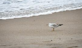 Audringa Baltijos jūra