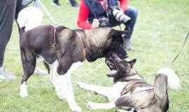 Pasaulinė gyvūnų diena Gargžduose