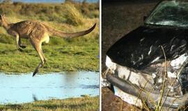 Australijoje paauglys tyčia suvažinėjo 20 kengūrų