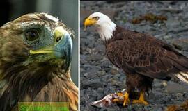 Į tolimus kraštus išskridę ereliai paliko rusų mokslininkus be pinigų