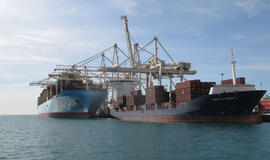 Koperio uoste auga alyvuogės