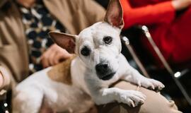 Klaipėda fashion week madų šou