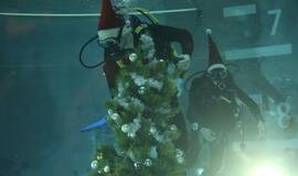 Eglutė baseino dugne