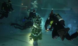 Eglutė baseino dugne