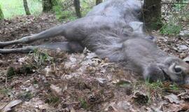 Radiniai šiurpina gyventojus: briedžio kailis, šernų kaukolės