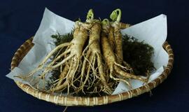 Augalo šaknis, padėsianti įveikti nuovargį