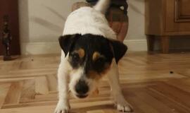 Paupiuose dingo kalytė