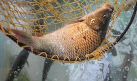 Prekybos centrai atsisako gyvų žuvų akvariumų