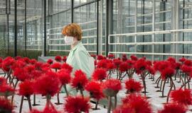 Filmas „Laimės gėlelė“ atskleidžia amžinos laimės siekimo keliamą grėsmę