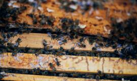 Lietuviško medaus galia: gydo gerklės skausmą, gaivina odą ir stiprina organizmą