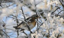 Ornitologai nerimauja dėl į Lietuvą grįžtančių paukščių