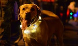 Klaipėdos šviesų festivalis