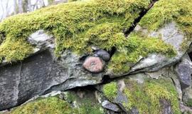 Užcementavo į Plungės lurdą įmūry­tą mi­to­lo­gi­nį ak­me­ni, nes... trukdė melstis