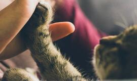 Kaip išvengti netikėtų augintinio priežiūros išlaidų, jei joms santaupų neturite?