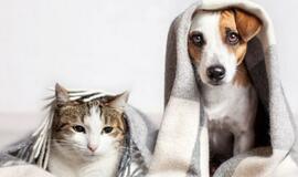 Ko reikia augintiniams namuose? Pirkinių sąrašas ir rekomendacijos