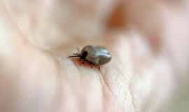 Nepraraskite budrumo: kokie pavojai sveikatai tyko gamtoje atšilus orams