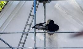 Užpuolikus aptalžiusiam klaipėdiečiui teko aiškintis policijai