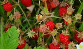 Gyvenimas pro langą: pienių vynas ir žemuogių pievelė