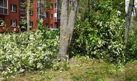 Gyvenimas pro langą: šunes loja, karavanas linguoja toliau