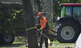 Meras raginamas stabdyti medžių kirtimą Rumpiškės kvartale