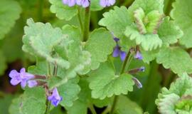 Tramažolė - vaistams ir dezinfekcijai