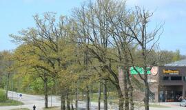 Užsimota prieš Tauralaukio ąžuolus - senolius