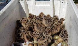 Klaipėdos uoste – neeilinė operacija