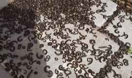 Lietuvių namus užpuolė paslaptingi padarai