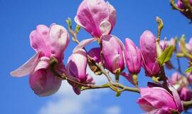 Patarimai dekoratyvinių krūmų mėgėjams: rododendrų ir magnolijų priežiūra