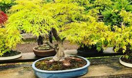 Japoniškame sode - bonsai azalijų žydėjimas