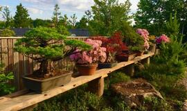 Japoniškame sode - bonsai azalijų žydėjimas