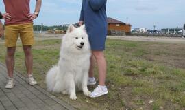 Keturkojų debesėlių sąskrydis