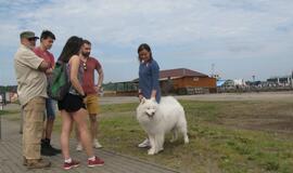 Keturkojų debesėlių sąskrydis