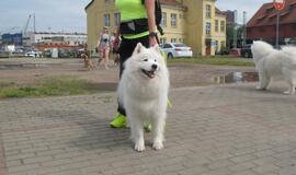 Keturkojų debesėlių sąskrydis