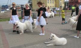 Keturkojų debesėlių sąskrydis