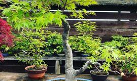 Japoniškame sode - bonsai azalijų žydėjimas