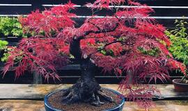 Japoniškame sode - bonsai azalijų žydėjimas