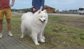 Keturkojų debesėlių sąskrydis