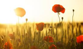 Sekmadiienio horoskopas 12-kai zodiako ženklų