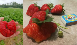 Džiugina braškės rekordininkės: ir sunkiasvorės, ir „drugeliai“