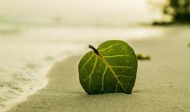 Ketvirtadienio horoskopas 12-kai zodiako ženklų