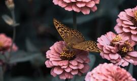 Ketvirtadienio horoskopas 12-kai zodiako ženklų