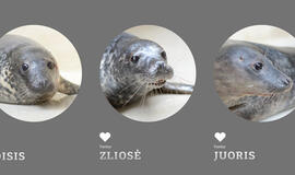 Koisis, Zliosė, Juoris... Ruoniukams - žemaitiški vardai