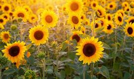 Penktadienio horoskopas 12-kai zodiako ženklų