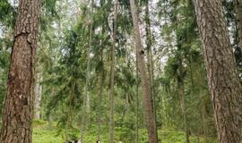 Juodkrantės kurorto dienos