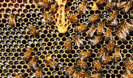 Propolis: sveikatos eliksyras, padedantis užbėgti virusams už akių