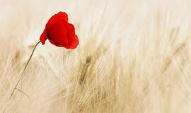 Trečiadienio horoskopas 12-kai zodiako ženklų