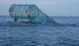 Ar amžinas žvejų ir ruonių konfliktas pagaliau išsispręs?