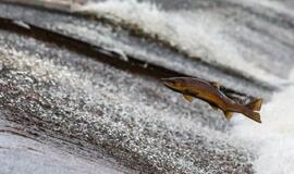 Čilė skyrė rekordinę baudą Norvegijos lašišų augintojams